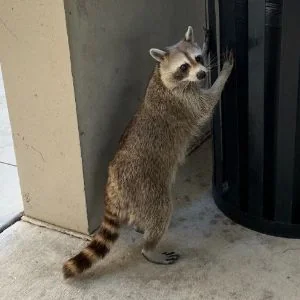 ROCKET